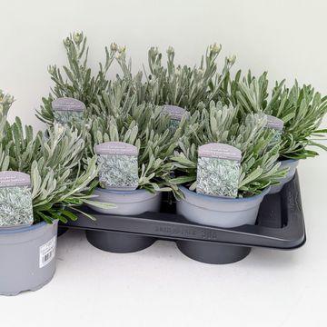 Helichrysum italicum 'Silver Silvery'