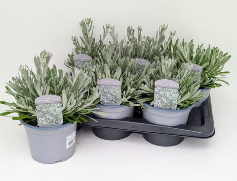 Helichrysum italicum 'Silver Silvery'