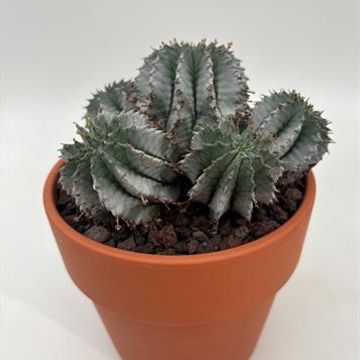 Euphorbia horrida 'Snowflake'