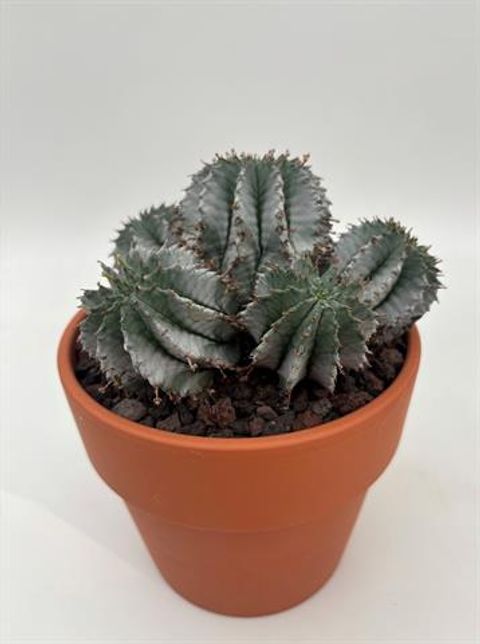Euphorbia horrida 'Snowflake'