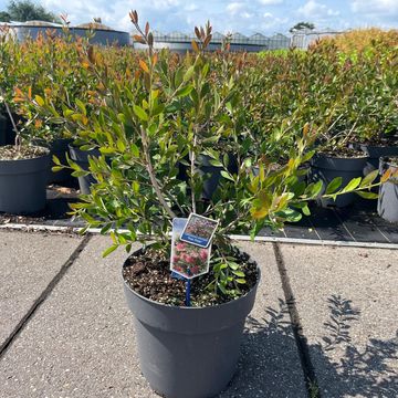 Callistemon viminalis HOT PINK