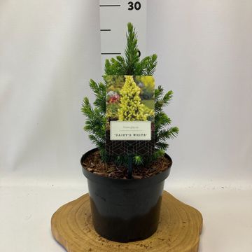 Picea glauca 'Daisy's White'