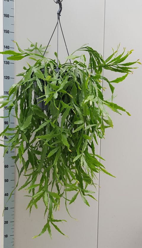 Rhipsalis crispata