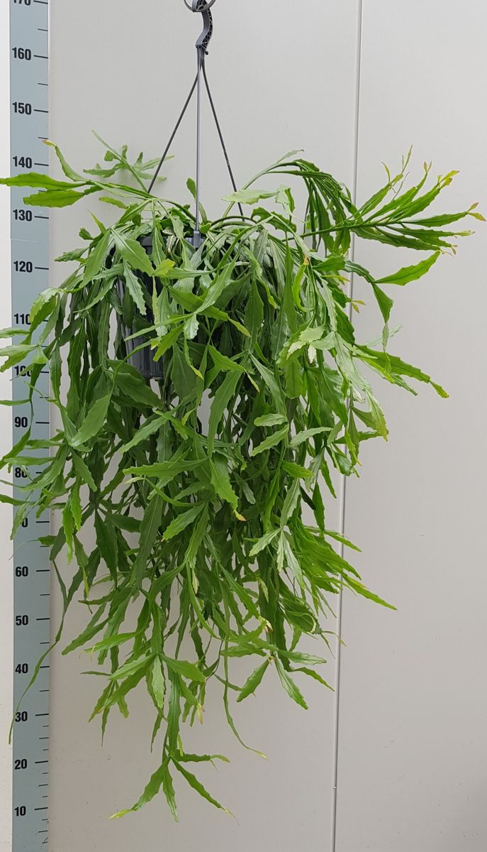 Rhipsalis crispata  Plant Wholesale FlorAccess