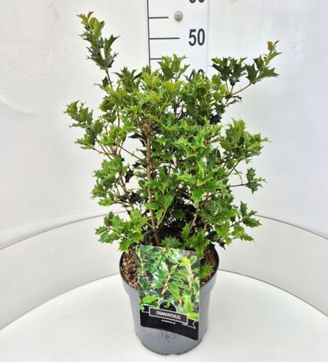 Osmanthus heterophyllus