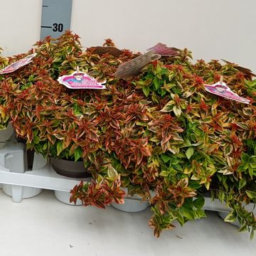 Abelia x grandiflora LADY SUMMERDREAM