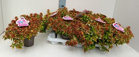 Abelia x grandiflora LADY SUMMERDREAM