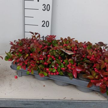 Gaultheria procumbens
