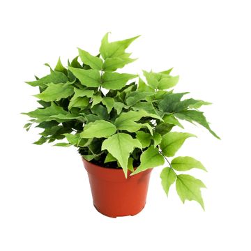 Cyrtomium fortunei clivicolum