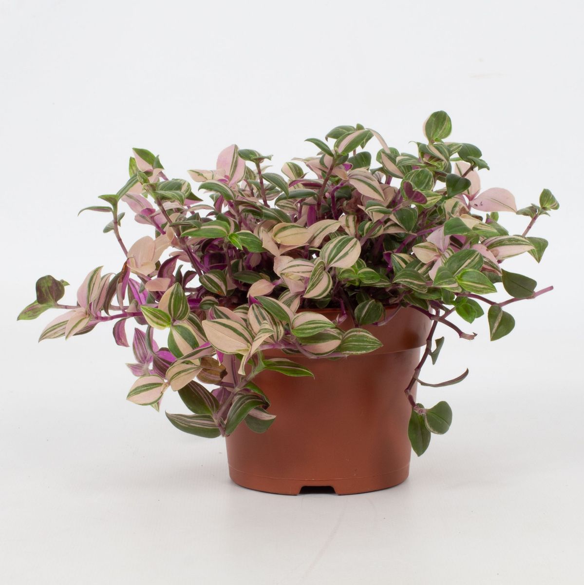 Tradescantia fluminensis 'Quadricolor' — Plant Wholesale FlorAccess