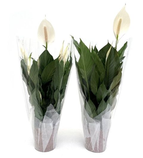 Spathiphyllum CUPIDO COMPACTO