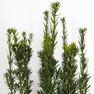 Taxus x media 'Hillii'