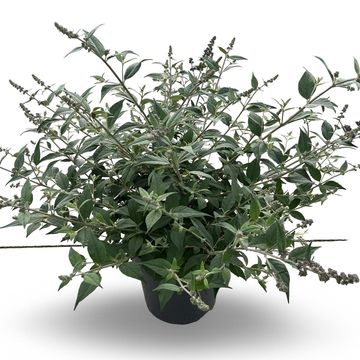 Buddleja 'Blue Chip'