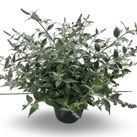 Buddleja 'Блю Чип'