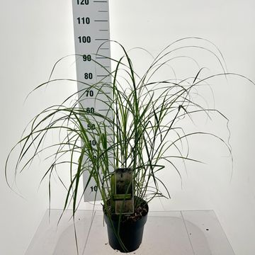 Miscanthus sinensis 'Herman Mussel'