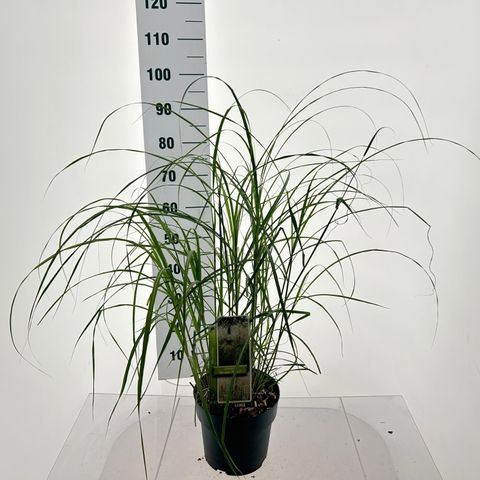 Miscanthus sinensis 'Herman Mussel'