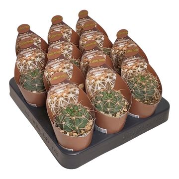 Gymnocalycium spegazzinii