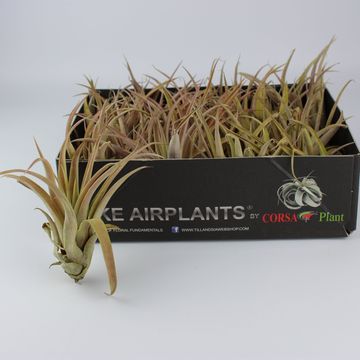 Tillandsia capitata