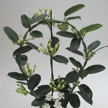 Stephanotis floribunda