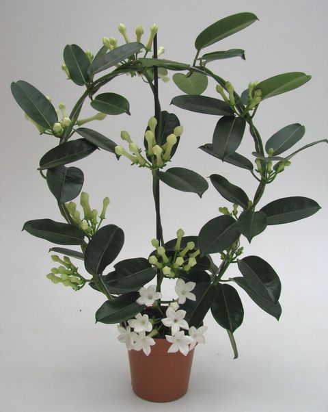Stephanotis floribunda
