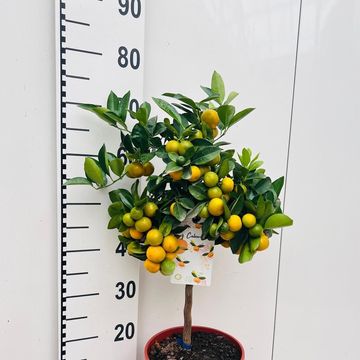 x Citrofortunella microcarpa