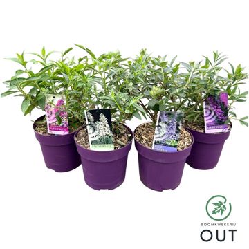Buddleja FREE PETITE MIX
