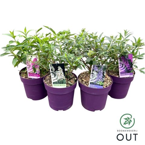 Buddleja FREE PETITE MIX