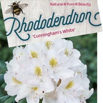 Rhododendron 'Cunningham's White'