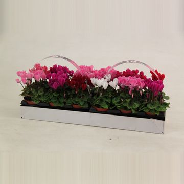 Cyclamen SUPER SERIE VERANO MIX