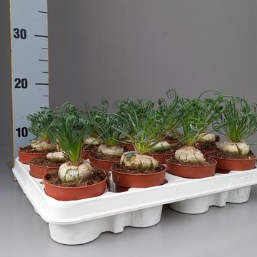 Albuca spiralis