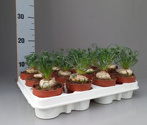 Albuca spiralis