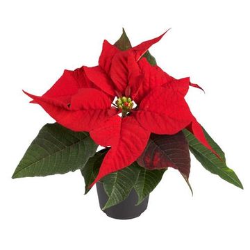 Euphorbia pulcherrima 'Mini'