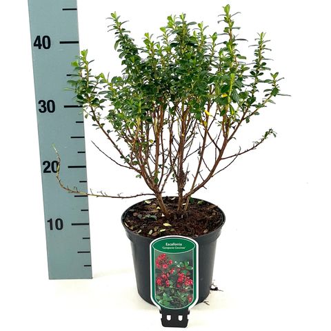 Escallonia 'Compacta Coccinea'