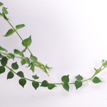 Dischidia ruscifolia