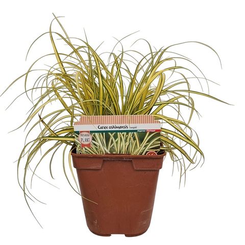 Carex oshimensis 'Evergold'