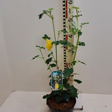 Fremontodendron 'California Glory'