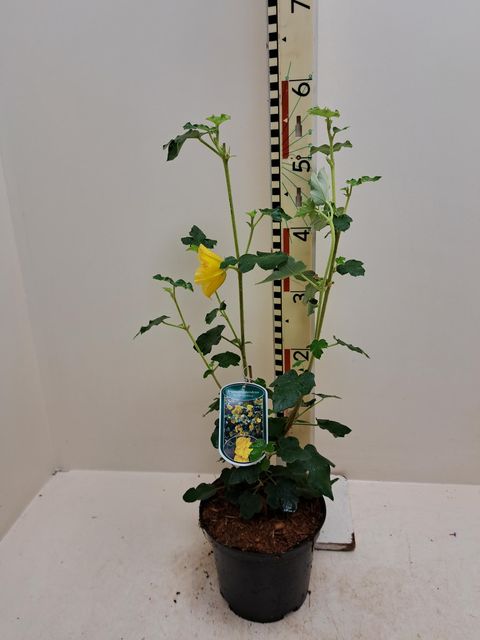 Fremontodendron 'California Glory'