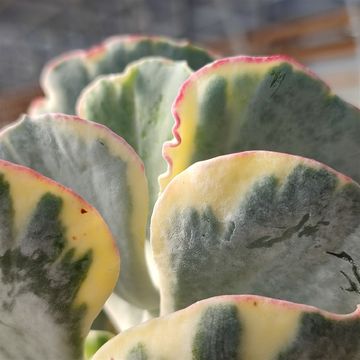 Cotyledon orbiculata 'Undulatum Variegata'