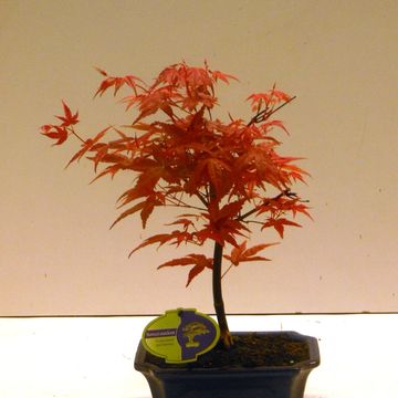 Acer palmatum 'Beni-maiko'