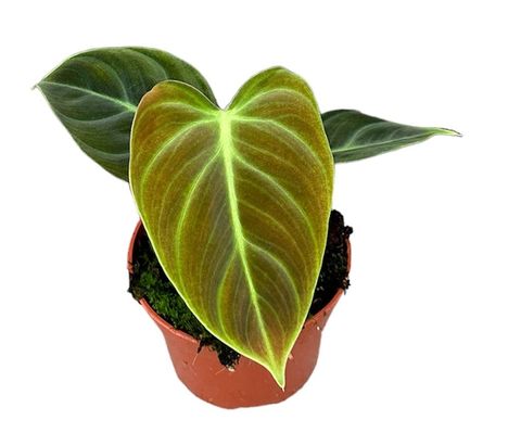 Filodendron 'El Choco Red'