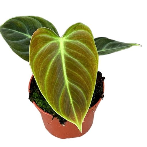 Filodendron 'El Choco Red'