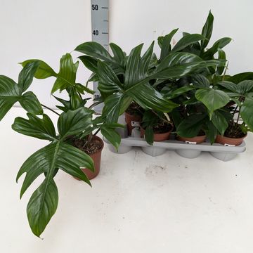 Filodendro FLORIDA GREEN