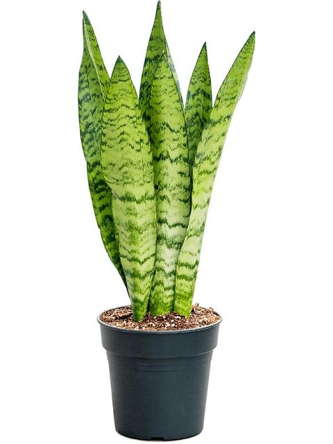 Sansevieria zeylanica