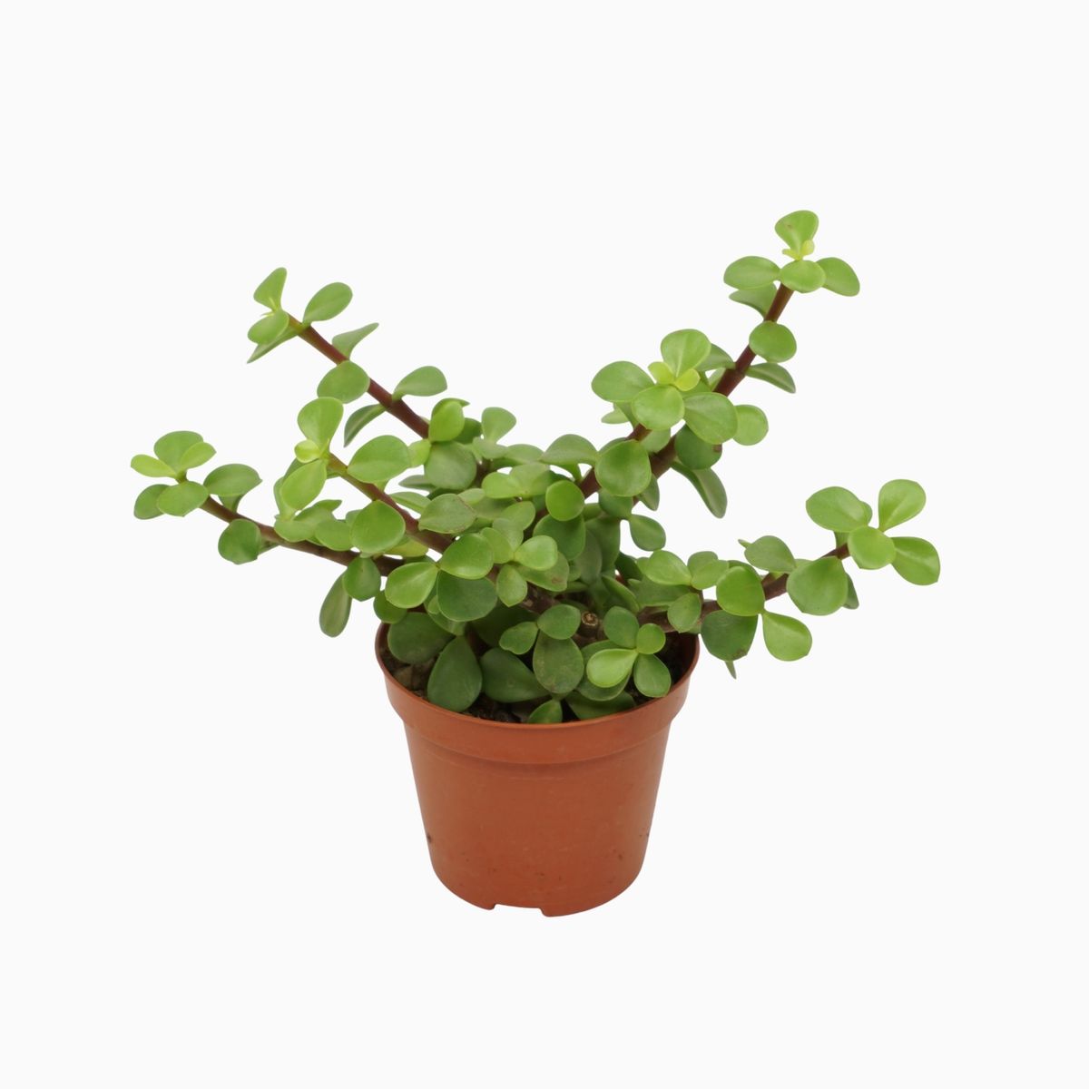 Portulacaria afra — Plant Wholesale FlorAccess