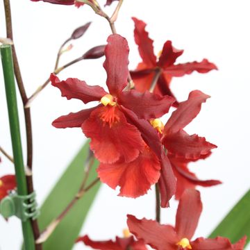 x Vuylstekeara Cambria 'Plush'