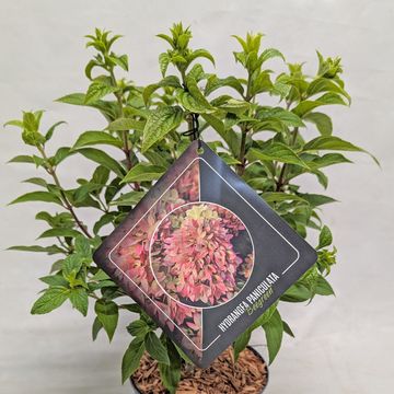 Hydrangea paniculata 'Bee Green'