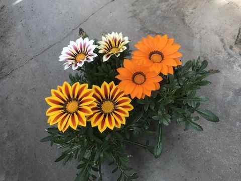 Gazania MIX