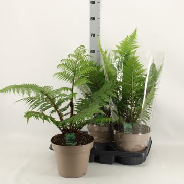 Cyathea tomentosissima 'Highland Lace'