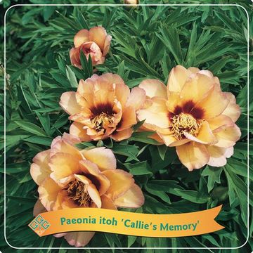 Paeonia 'Callie's Memory'