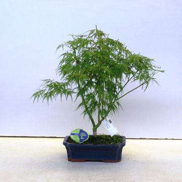 Acer palmatum 'Seiryu'